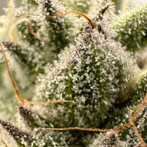 Zoom on trichomes on THC flower, this specific cultivar reaches over 23% T-THC.