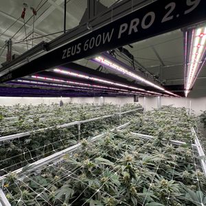 Medical cannabis facility, where Happy Pousse is in charge of the production and the genetics.
