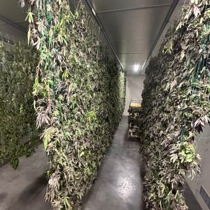 Here is an exemple of traditional drying. Which is still one of the best way to preserve terpenes and trichomes state.