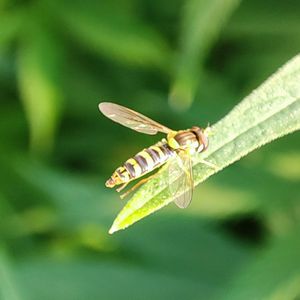 Beneficial insects use on cannabis plants as SOPs (Syrphidae) 