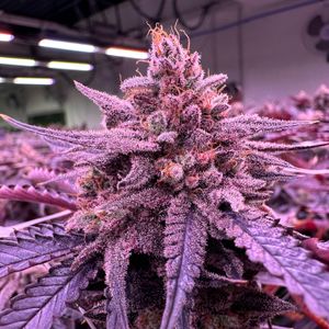 Dark purple cannabis flower under LED tailored spectrum for maximisation of cannabinoids and terpenes.