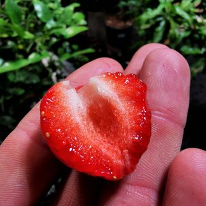 Strawberry cultivated in bioponic system (led and controlled atmosphere)