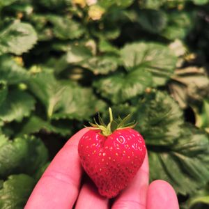Strawberry cultivated in bioponic system (led and controlled atmosphere) 2