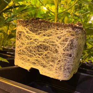 Healthy root system, thanks to a combination of micro organisms.